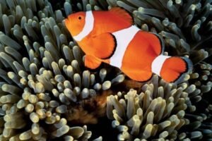 Common clownn fish False Percula
