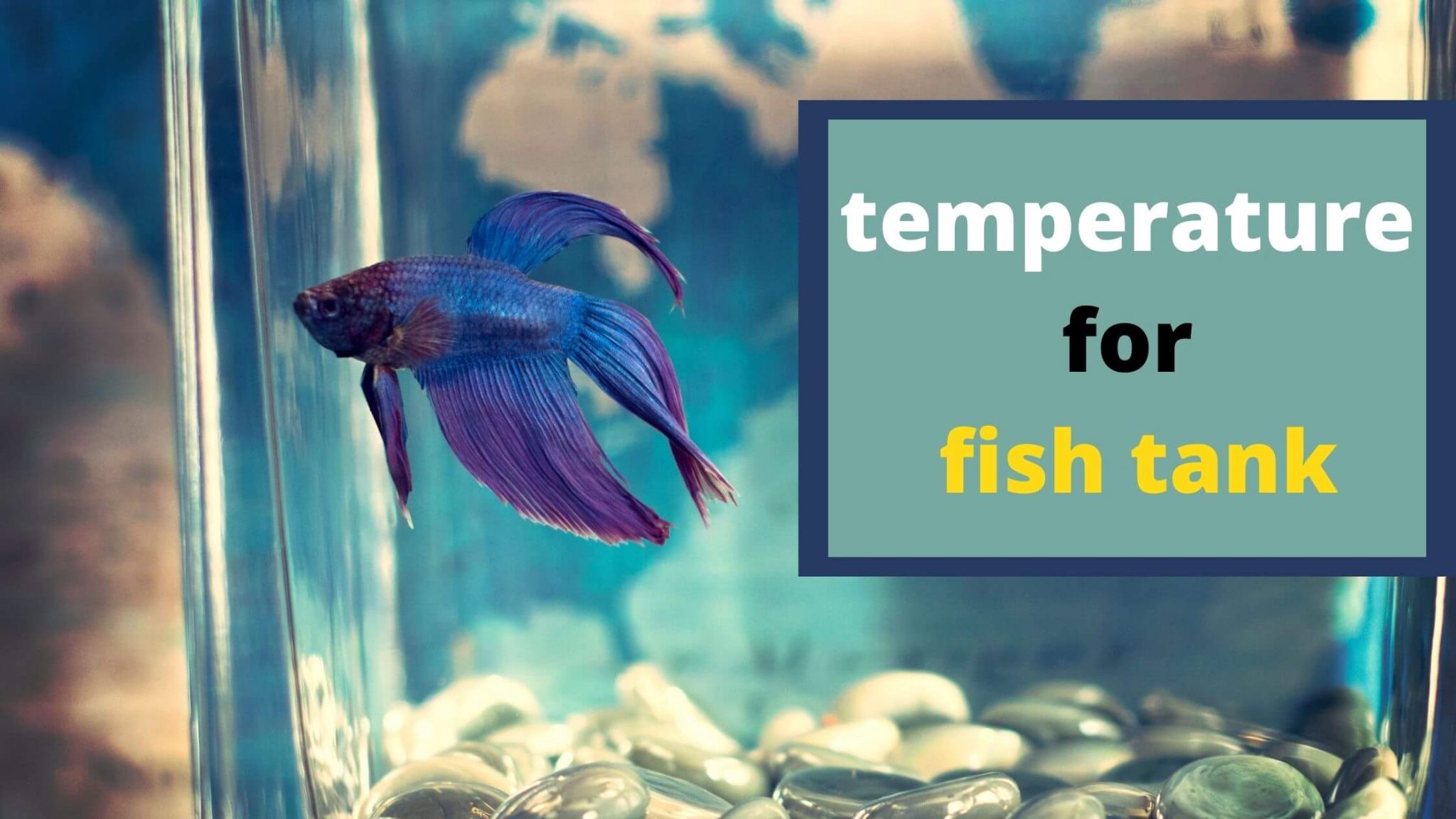 what-temperature-should-my-fish-tank-be